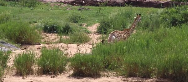 В ЮАР раненого в схватке с крокодилом жирафа съели львы — жестокое видео - Sputnik Кыргызстан