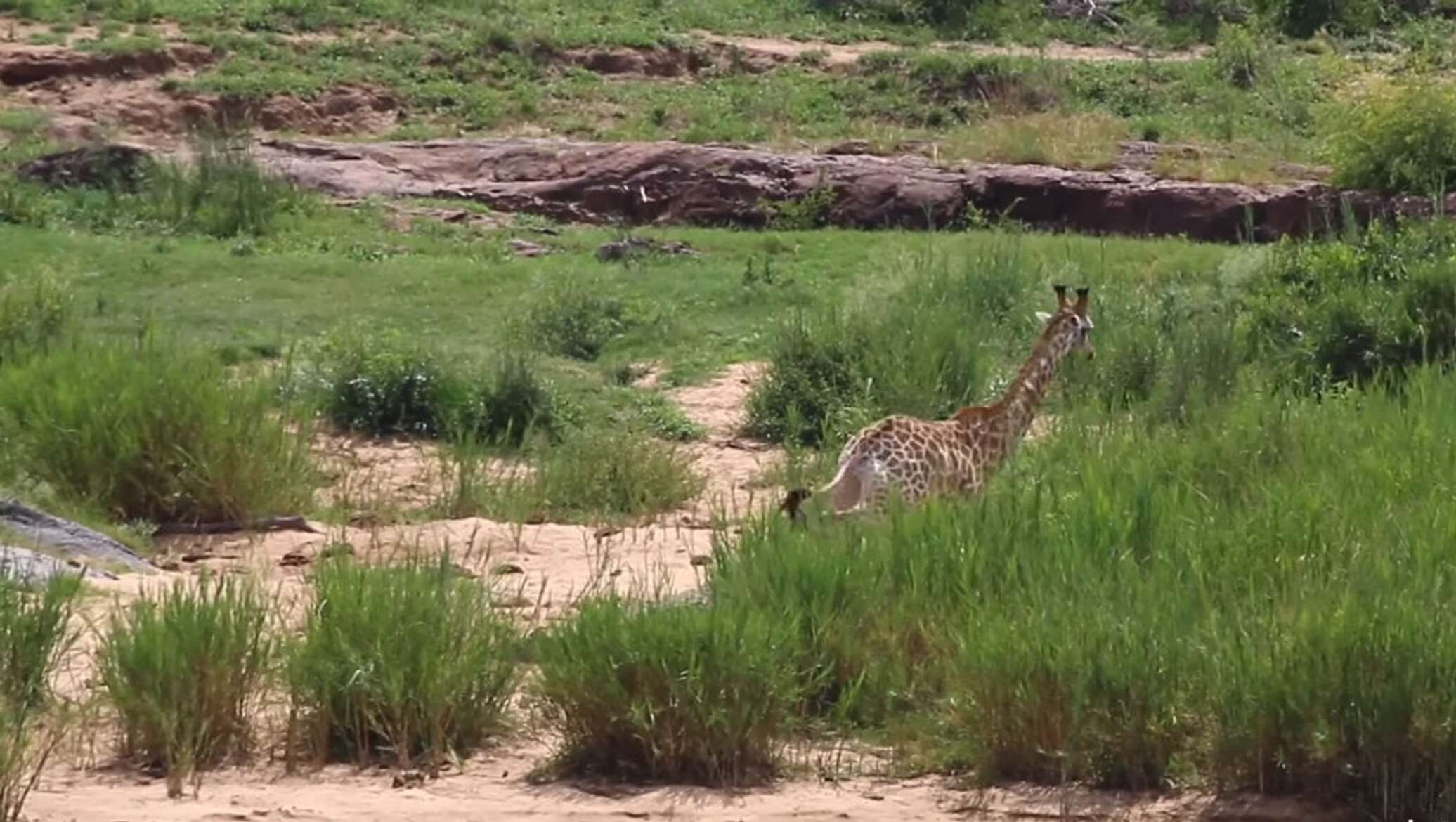 Крокодил жирафики. Лягушка и жираф. Среда обитания жирафа. Крокодил жираф. Слон и жираф.