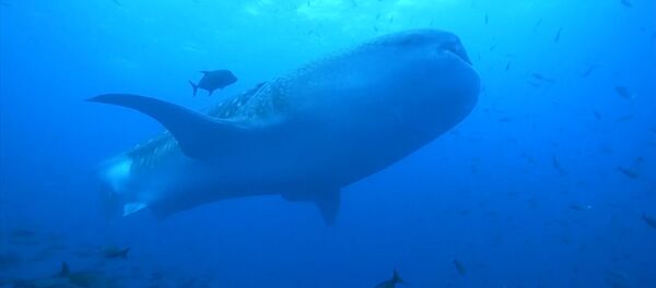 Это животное скоро может исчезнуть навсегда — видео Это животное скоро может исчезнуть навсегда — видео - Sputnik Кыргызстан