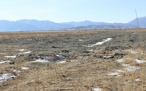 В Иссык-Кульской области неизвестные привели в негодность 30 гектаров пастбищ - Sputnik Кыргызстан