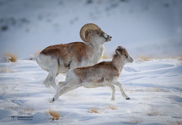 Фото диких животных Кыргызстана от фотографа Ивана Турковского - Sputnik Кыргызстан