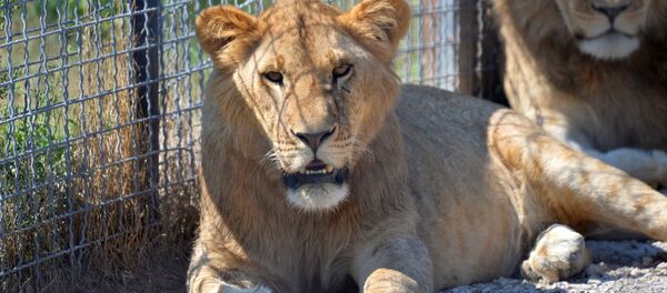 Львица в зоопарке. Архивное фото Львица в зоопарке. Архивное фото - Sputnik Кыргызстан