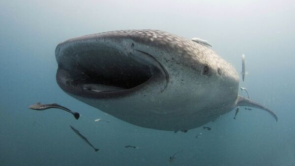 Китовая акула у города Донсоль - Sputnik Кыргызстан