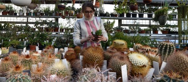 Оранжерея. Архивное фото - Sputnik Кыргызстан