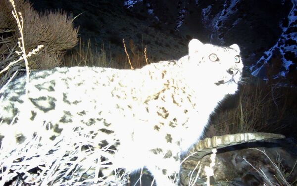 В декабре прошлого года сотрудники фонда установили фотоловушки в местности Кумуштак Бакай-Атинского района, чтобы выяснить, обитают ли там снежные барсы. - Sputnik Кыргызстан