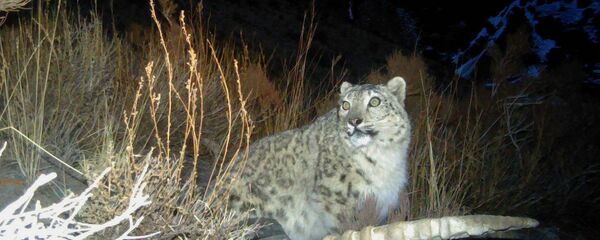 Снежный барс в Таласе - Sputnik Кыргызстан