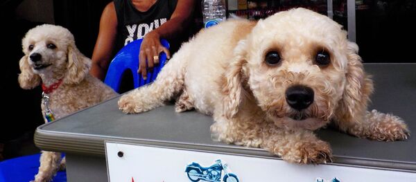 Таиланд. Остров Пхукет. Курортный городок Патонг - Sputnik Кыргызстан