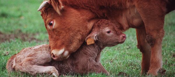 Уй жана жаңы туулган музоо. Архив - Sputnik Кыргызстан