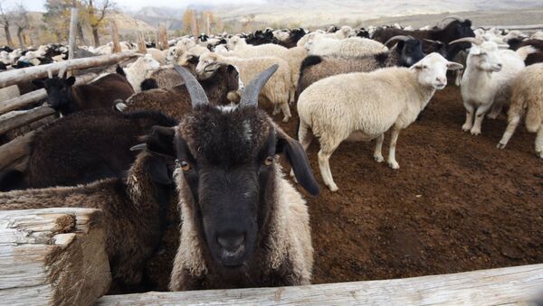 Овцы и козы в загоне. Архивное фото - Sputnik Кыргызстан