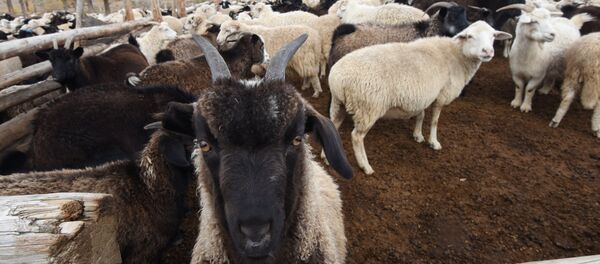 Мал. Архив Мал. Архив - Sputnik Кыргызстан