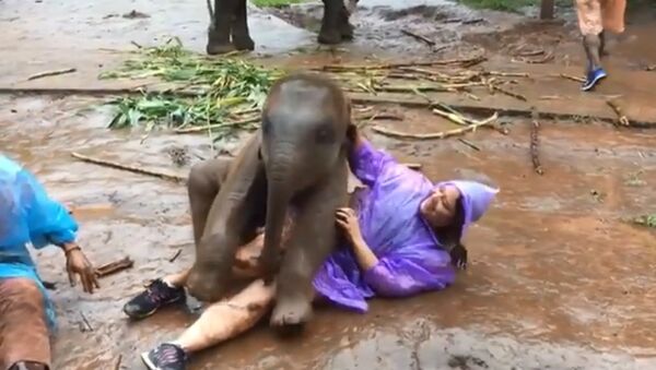 В Таиланде слоненок извалял туристку в грязи. Ей понравилось - Sputnik Кыргызстан