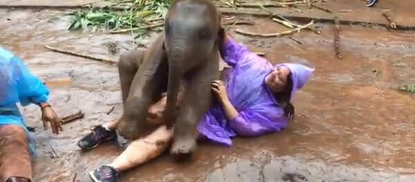 В Таиланде слоненок извалял туристку в грязи. Ей понравилось - Sputnik Кыргызстан