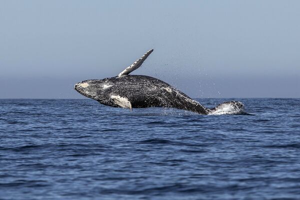 Численность горбатых китов у берегов Мексики - Sputnik Кыргызстан