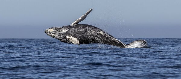 Кит. Архив - Sputnik Кыргызстан