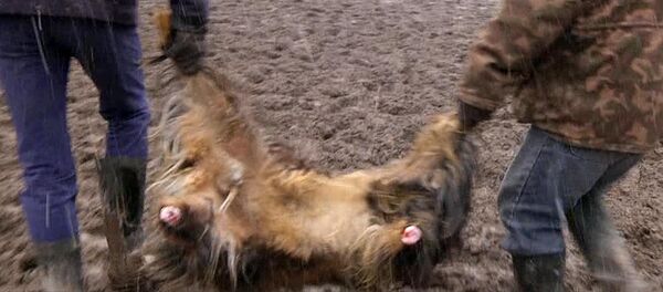 Көк бөрү боюнча өлкөнүн мыкты төрт камандасы жарым финалда беттешет Көк бөрү боюнча өлкөнүн мыкты төрт камандасы жарым финалда беттешет - Sputnik Кыргызстан