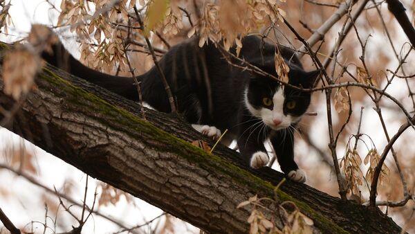 Кот на дереве. Архивное фото - Sputnik Кыргызстан