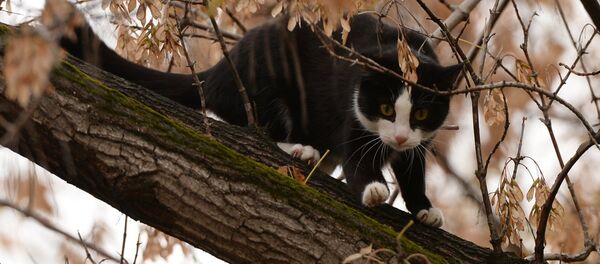 Дарактагы мышык. Архив Дарактагы мышык. Архив - Sputnik Кыргызстан