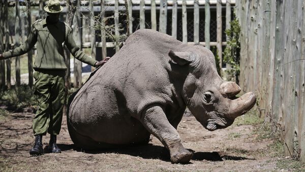 Северные белые носороги в Кении - Sputnik Кыргызстан
