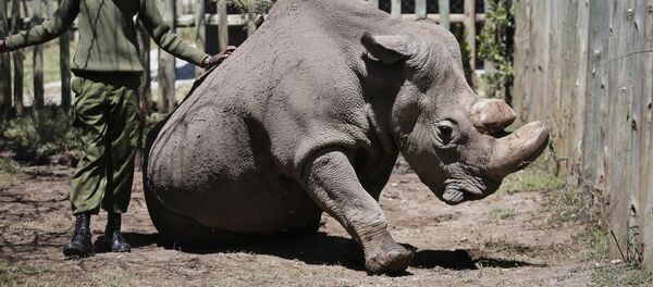 Северные белые носороги в Кении Северные белые носороги в Кении - Sputnik Кыргызстан