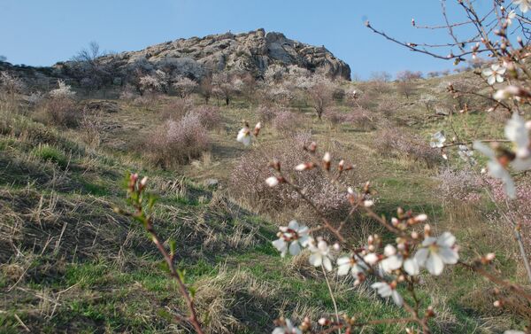 В Оше на склоне горы Сулайман-Тоо зацвели абрикосовые и миндальные деревья - Sputnik Кыргызстан