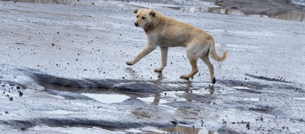 Разбитые дороги в Великом Новгороде Разбитые дороги в Великом Новгороде - Sputnik Кыргызстан