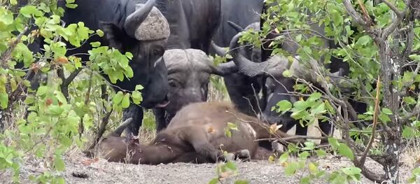 Так выглядит животный траур — буйволы облизали убитого детеныша. Видео - Sputnik Кыргызстан