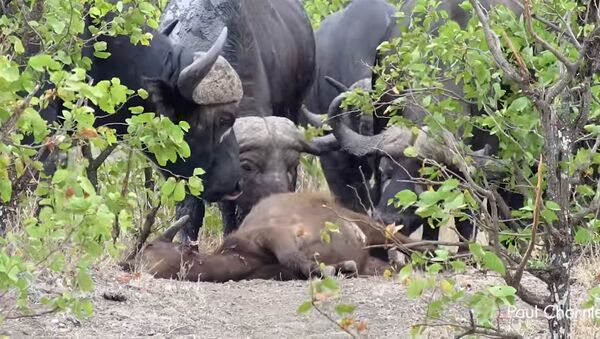 Так выглядит животный траур — буйволы облизали убитого детеныша. Видео - Sputnik Кыргызстан