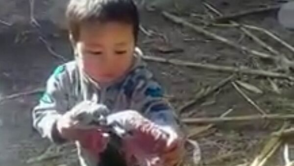 Мальчик из Кыргызстана, разнимающий дерущихся индюков, — видео покоряет Сеть - Sputnik Кыргызстан