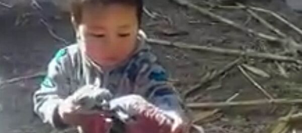 Мальчик из Кыргызстана, разнимающий дерущихся индюков, — видео покоряет Сеть - Sputnik Кыргызстан