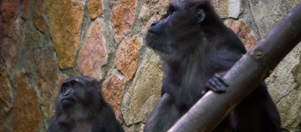 Макаки. Архивное фото - Sputnik Кыргызстан