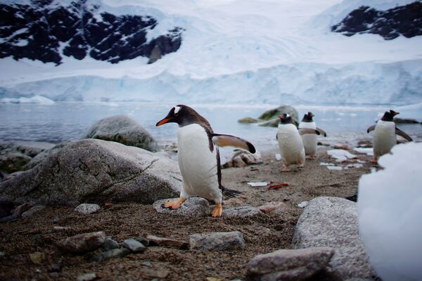 Антарктиканын Неко бухтасына жакын жердеги пингвиндер - Sputnik Кыргызстан