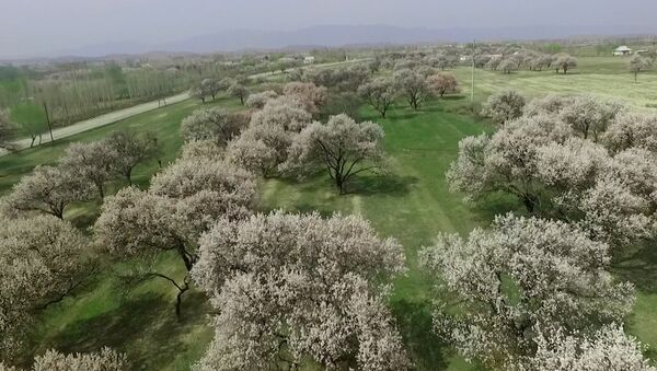В Баткене зацвели огромные абрикосовые сады — аэросъемка - Sputnik Кыргызстан