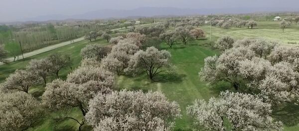 В Баткене зацвели огромные абрикосовые сады — аэросъемка - Sputnik Кыргызстан