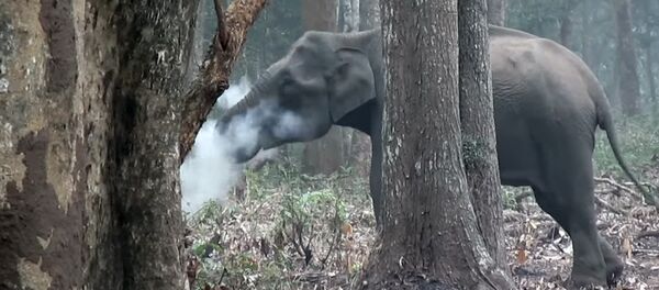 Ученых озадачила курящая слониха — необычное видео - Sputnik Кыргызстан