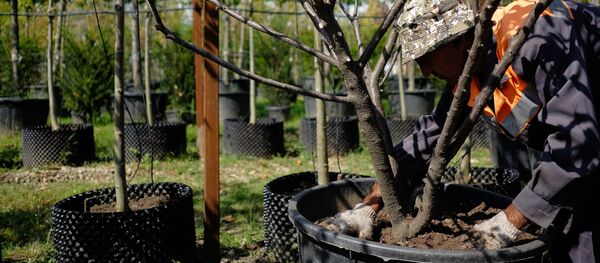 Питомник растений в Краснодарском крае Питомник растений в Краснодарском крае - Sputnik Кыргызстан