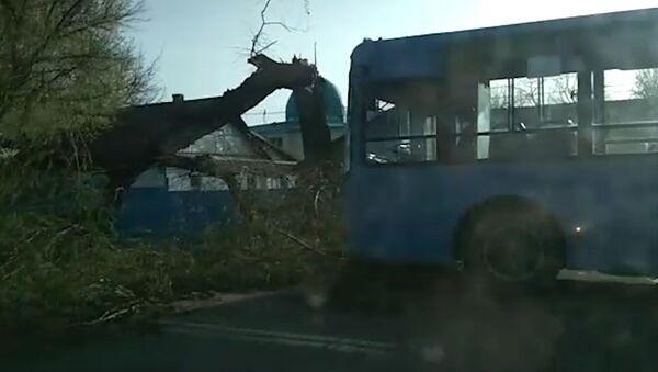 Бишкекте кулаган дарак аз жерден автобусту басып кала жаздады. Видео - Sputnik Кыргызстан