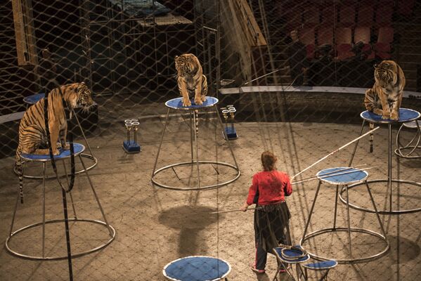 Подготовка к тигровому шоу Московского цирка Багдасаровых в Бишкеке - Sputnik Кыргызстан