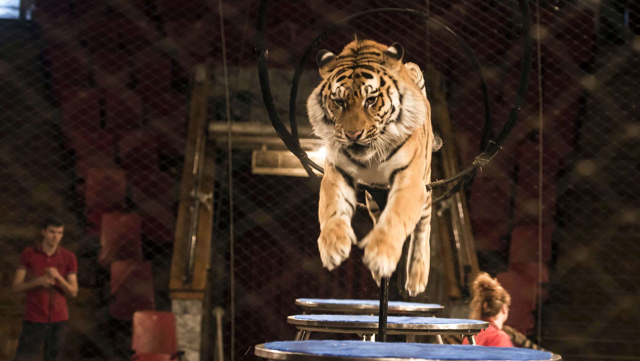 Цирк бенгальские тигры. «Тигры-шоу» Багдасаровы. Тигр в цирке. Уссурийский тигр в цирке. Карусель тигр.