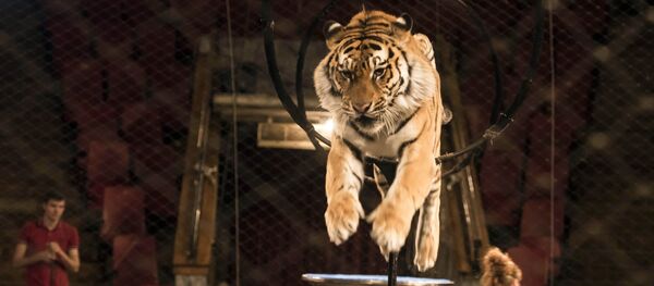 Подготовка к тигровому шоу Московского цирка Багдасаровых в Бишкеке - Sputnik Кыргызстан