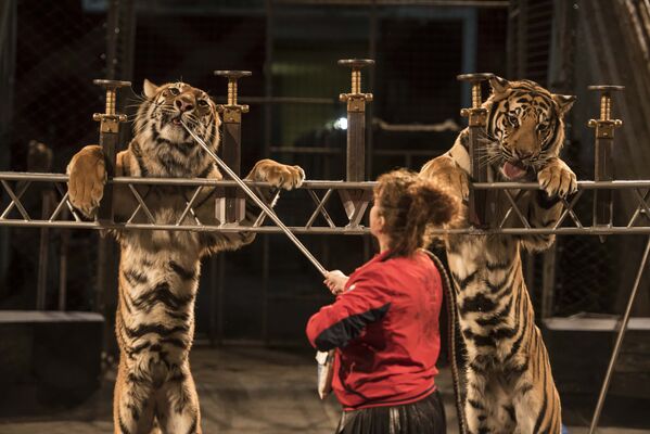 Подготовка к тигровому шоу Московского цирка Багдасаровых в Бишкеке - Sputnik Кыргызстан