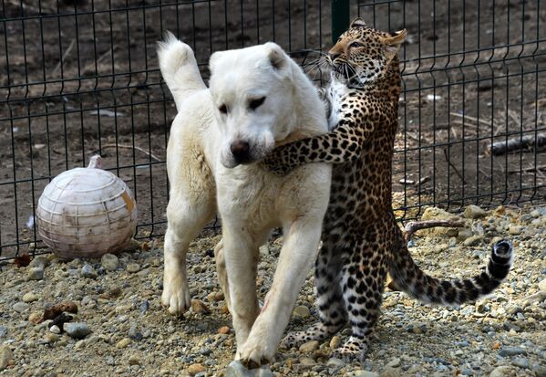 Овчарка взяла на воспитание детеныша леопарда в приморском зоопарке Садгород - Sputnik Кыргызстан