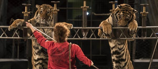 Подготовка к тигровому шоу Московского цирка Багдасаровых в Бишкеке - Sputnik Кыргызстан