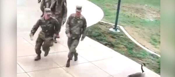 Гусь напал на американских военных и напугал их — смешное видео - Sputnik Кыргызстан