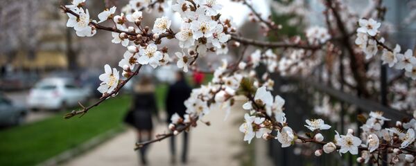 Цветение вишни. Архивное фото - Sputnik Кыргызстан