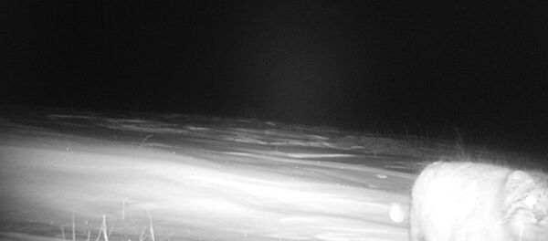 Фотоловушки зафиксировали манула в высокогорной долине Кара-Саз Кочкорского района Нарынской области - Sputnik Кыргызстан