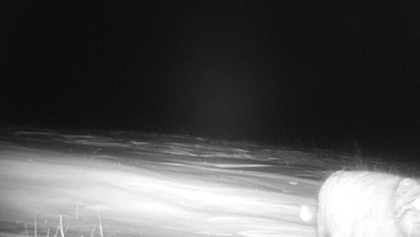 Фотоловушки зафиксировали манула в высокогорной долине Кара-Саз Кочкорского района Нарынской области - Sputnik Кыргызстан