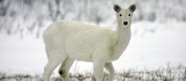 Ак марал. Архив Ак марал. Архив - Sputnik Кыргызстан