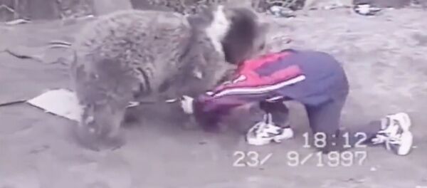 Соцсети восхитила схватка 9-летнего Нурмагомедова с медвежонком. Видео - Sputnik Кыргызстан