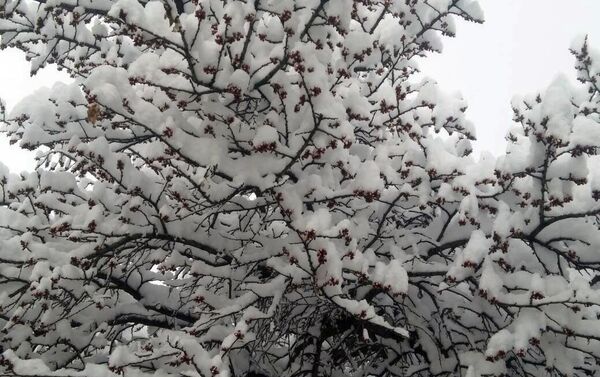 В Караколе в ночь на 11 апреля выпал снег - Sputnik Кыргызстан