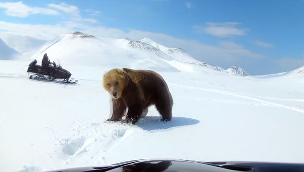 Медведь атаковал рыбака, гонявшегося за ним на снегоходе. Видео - Sputnik Кыргызстан